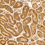 Immunohistochemistry - Anti-HN1 Antibody (A88464) - Antibodies.com