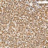 Immunohistochemistry - Anti-HN1 Antibody (A88464) - Antibodies.com