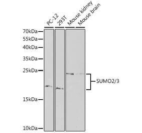 Western Blot - Anti-Sumo 2 Antibody (A88468) - Antibodies.com