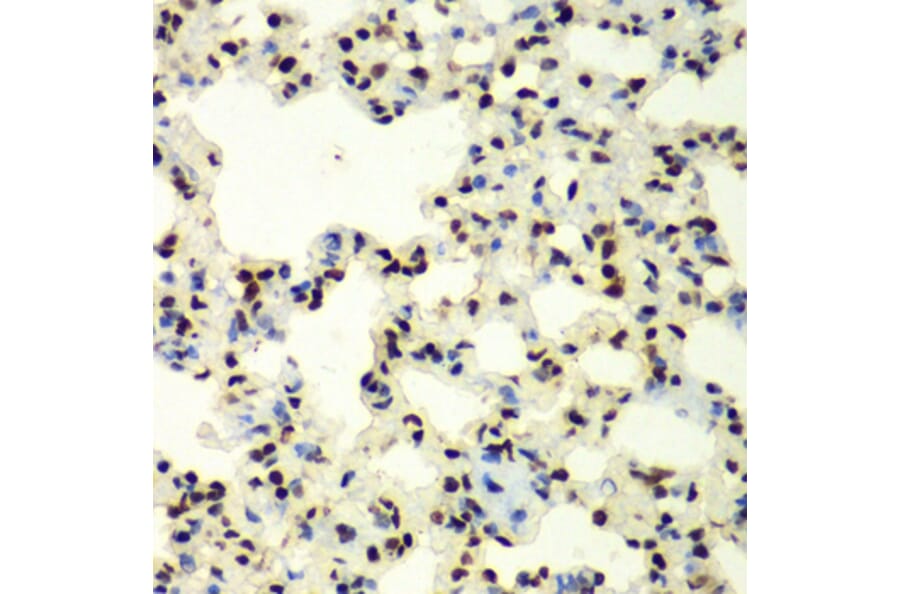 Immunohistochemistry - Anti-Sumo 2 Antibody (A88468) - Antibodies.com