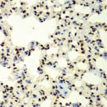 Immunohistochemistry - Anti-Sumo 2 Antibody (A88468) - Antibodies.com