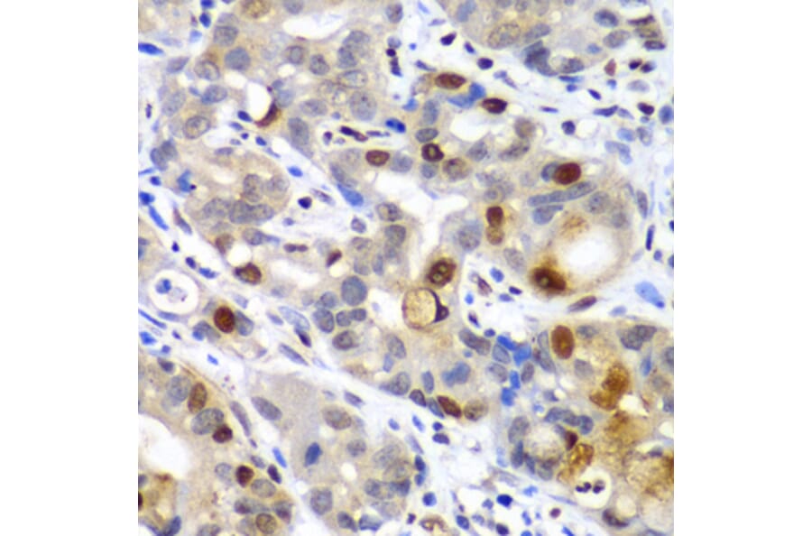 Immunohistochemistry - Anti-Sumo 2 Antibody (A88468) - Antibodies.com