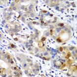 Immunohistochemistry - Anti-Sumo 2 Antibody (A88468) - Antibodies.com