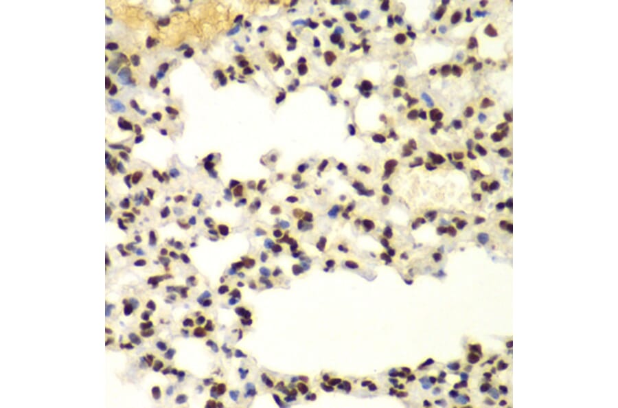 Immunohistochemistry - Anti-Sumo 2 Antibody (A88468) - Antibodies.com