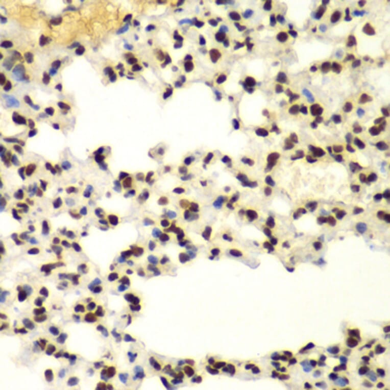 Immunohistochemistry - Anti-Sumo 2 Antibody (A88468) - Antibodies.com