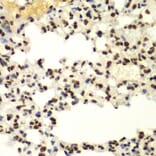 Immunohistochemistry - Anti-Sumo 2 Antibody (A88468) - Antibodies.com