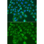Immunofluorescence - Anti-CST1 Antibody (A13290) - Antibodies.com