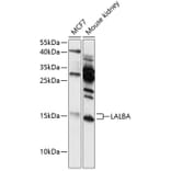 Western Blot - Anti-alpha Lactalbumin Antibody (A88470) - Antibodies.com