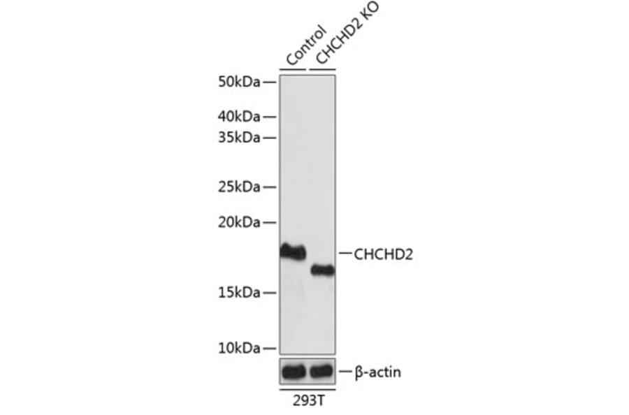 Western Blot - Anti-CHCHD2 Antibody (A88474) - Antibodies.com
