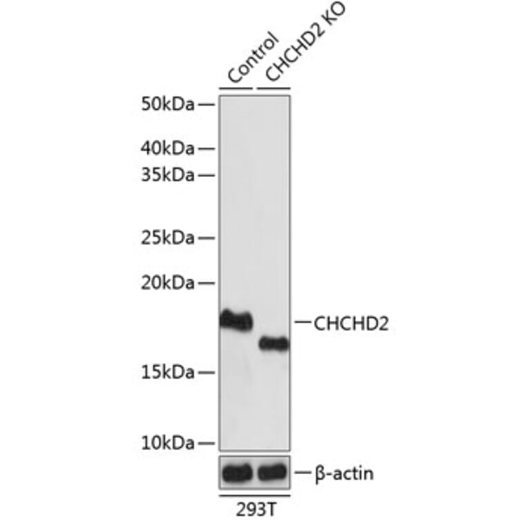 Western Blot - Anti-CHCHD2 Antibody (A88474) - Antibodies.com