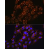 Immunofluorescence - Anti-CHCHD2 Antibody (A88474) - Antibodies.com