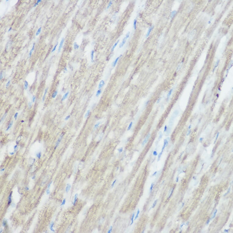 Immunohistochemistry - Anti-TOMM20 Antibody (A88476) - Antibodies.com