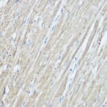 Immunohistochemistry - Anti-TOMM20 Antibody (A88476) - Antibodies.com