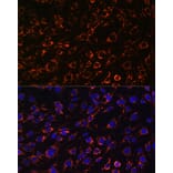 Immunofluorescence - Anti-TOMM20 Antibody (A88476) - Antibodies.com