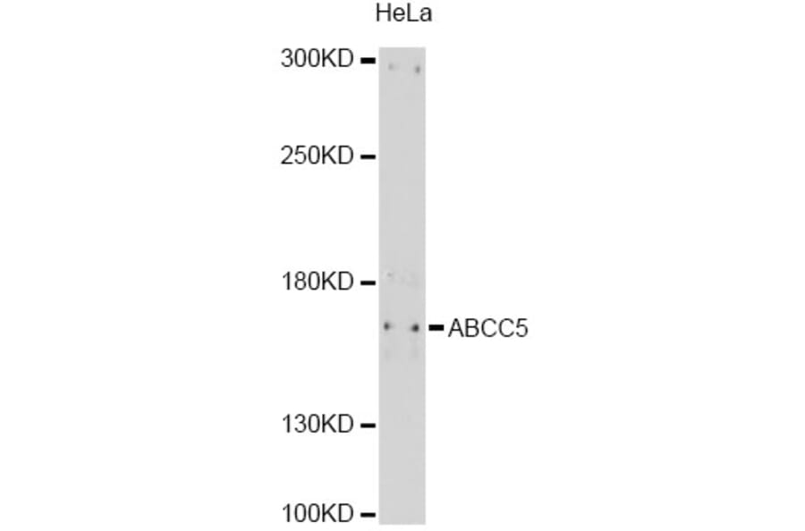 Western Blot - Anti-ABCC5 Antibody (A11978) - Antibodies.com