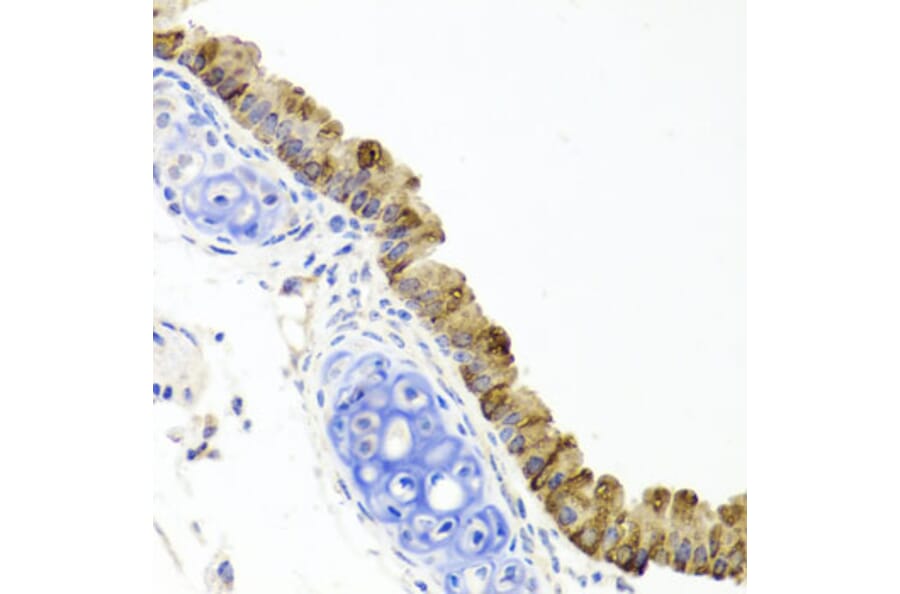 Immunohistochemistry - Anti-TopBP1 Antibody (A88479) - Antibodies.com