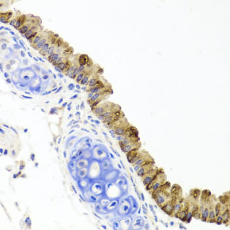 Immunohistochemistry - Anti-TopBP1 Antibody (A88479) - Antibodies.com