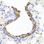 Immunohistochemistry - Anti-TopBP1 Antibody (A88479) - Antibodies.com