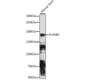 Western Blot - Anti-Plexin-B3 Antibody (A88482) - Antibodies.com