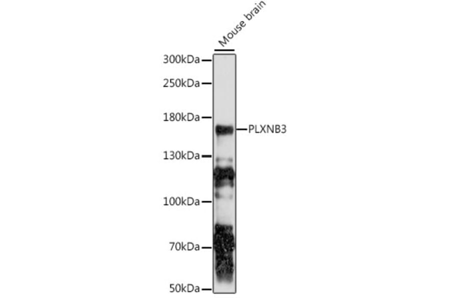 Western Blot - Anti-Plexin-B3 Antibody (A88482) - Antibodies.com