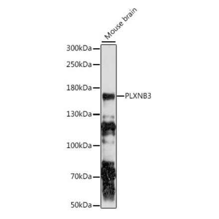 Western Blot - Anti-Plexin-B3 Antibody (A88482) - Antibodies.com