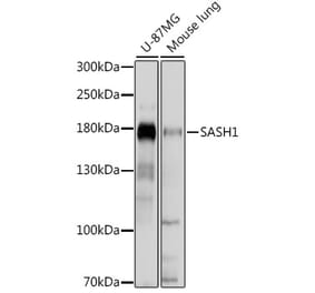 Western Blot - Anti-SASH1 Antibody (A88483) - Antibodies.com