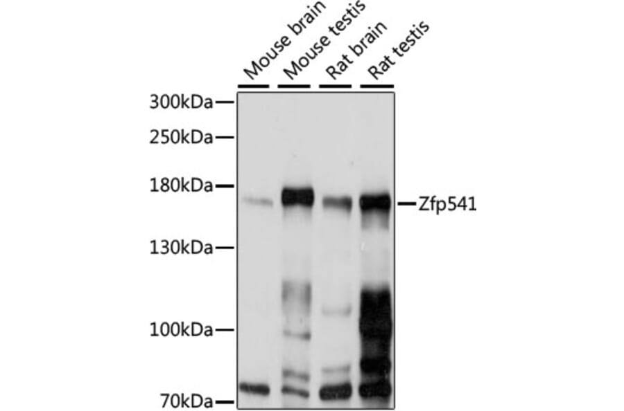 Western Blot - Anti-Zfp541 Antibody (A88484) - Antibodies.com