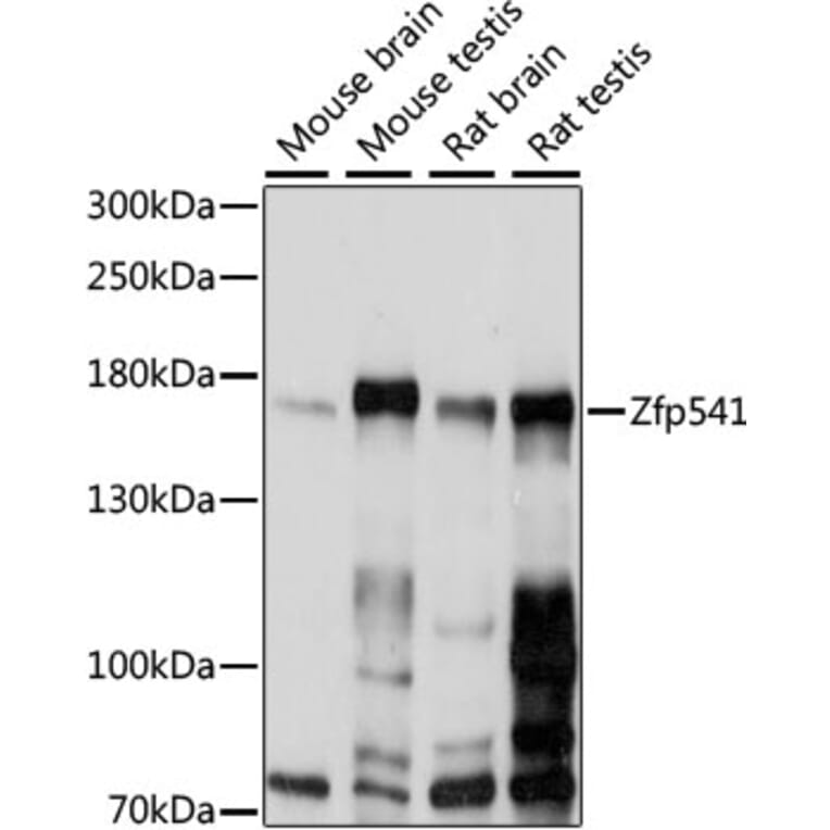 Western Blot - Anti-Zfp541 Antibody (A88484) - Antibodies.com