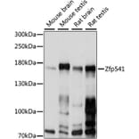 Western Blot - Anti-Zfp541 Antibody (A88484) - Antibodies.com
