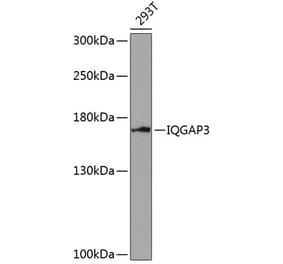 Western Blot - Anti-IQGAP3 Antibody (A88486) - Antibodies.com