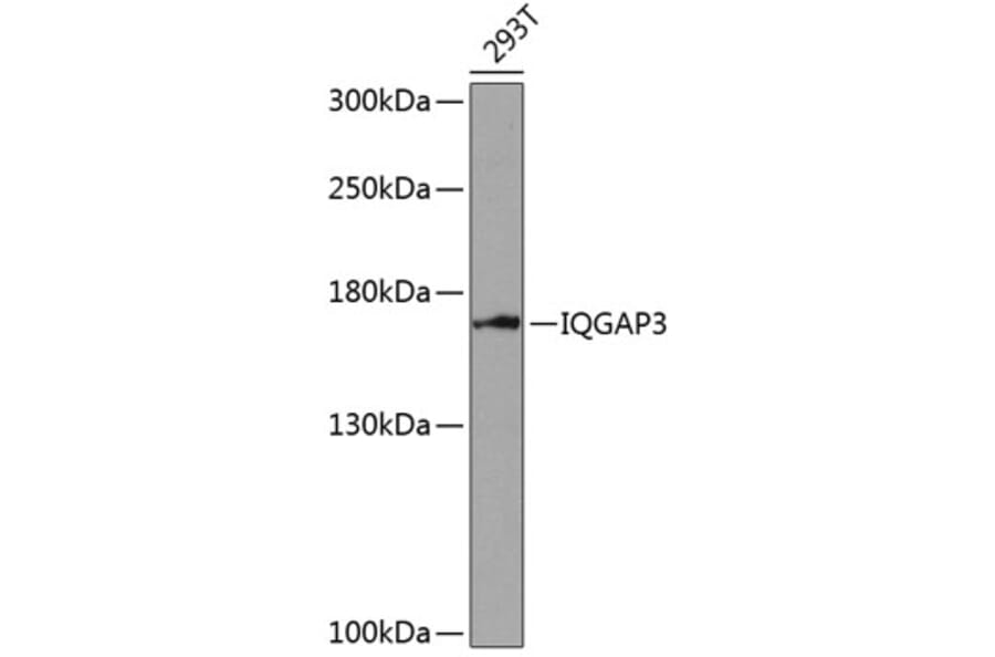 Western Blot - Anti-IQGAP3 Antibody (A88486) - Antibodies.com