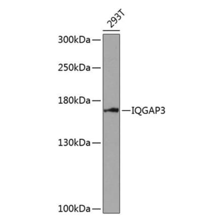 Western Blot - Anti-IQGAP3 Antibody (A88486) - Antibodies.com