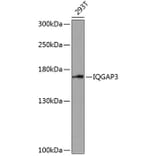Western Blot - Anti-IQGAP3 Antibody (A88486) - Antibodies.com