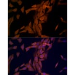 Immunofluorescence - Anti-OTUD4/HIN-1 Antibody (A88488) - Antibodies.com