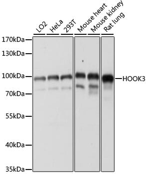 Western blot analysis of extracts of various cell lines, using Anti-HOOK3 Antibody (A15536) at 1:1,000 dilution.
Secondary antibody: Goat Anti-Rabbit IgG (H+L) (HRP) (AS014) at 1:10,000 dilution.
Lysates / proteins: 25µg per lane.
Blocking buffer: 3% non-fat dry milk in TBST.
Detection: ECL Basic Kit (RM00020).
Exposure time: 60s.