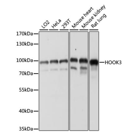 Western Blot - Anti-HOOK3 Antibody (A88492) - Antibodies.com