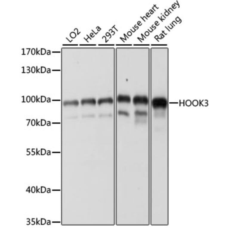 Western Blot - Anti-HOOK3 Antibody (A88492) - Antibodies.com