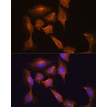 Immunofluorescence - Anti-HOOK3 Antibody (A88492) - Antibodies.com