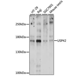 Western Blot - Anti-USP42 Antibody (A88493) - Antibodies.com