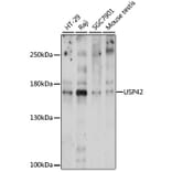 Western Blot - Anti-USP42 Antibody (A88493) - Antibodies.com