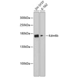 Western Blot - Anti-KDM6B/JMJD3 Antibody (A88494) - Antibodies.com