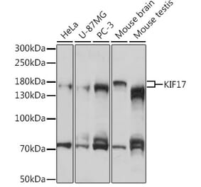 Western Blot - Anti-KIF17 Antibody (A88495) - Antibodies.com