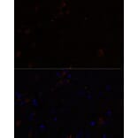 Immunofluorescence - Anti-KIF17 Antibody (A88495) - Antibodies.com