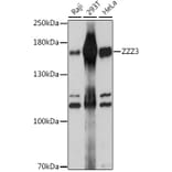 Western Blot - Anti-ZZZ3 Antibody (A88496) - Antibodies.com