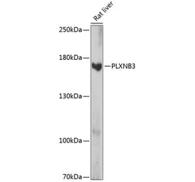 Western Blot - Anti-Plexin-B3 Antibody (A88497) - Antibodies.com