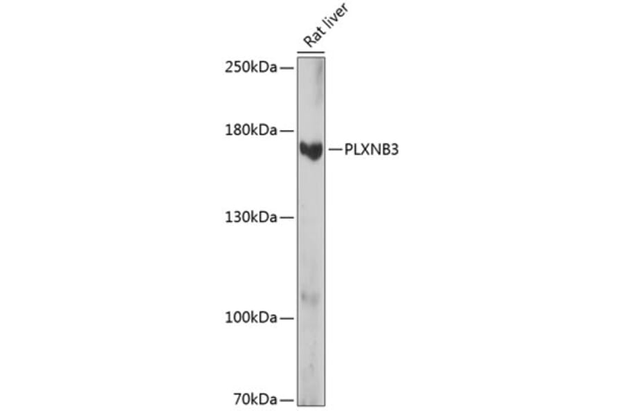 Western Blot - Anti-Plexin-B3 Antibody (A88497) - Antibodies.com