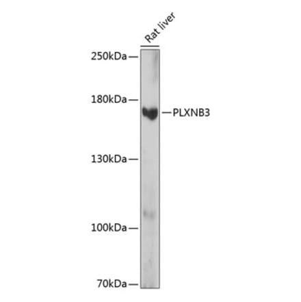 Western Blot - Anti-Plexin-B3 Antibody (A88497) - Antibodies.com