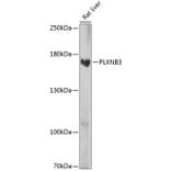 Western Blot - Anti-Plexin-B3 Antibody (A88497) - Antibodies.com