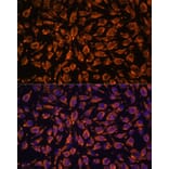 Immunofluorescence - Anti-LRRC7 Antibody (A88499) - Antibodies.com