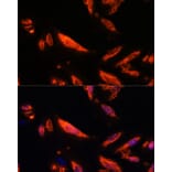 Immunofluorescence - Anti-LRRC7 Antibody (A88499) - Antibodies.com